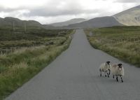 regelmatig schapen op de weg