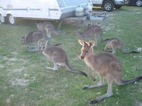 12 Kangaroes op de camping