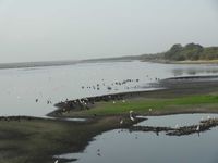 waterlandschap met watervogels