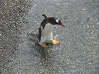 Pygoscelis Pinguin of ook wel Borstelstaart pinguin genoemd