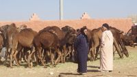 kamelen souk