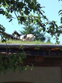 geiten op het dak