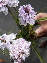 onderweg prachtige wilde orchidee&euml;n502