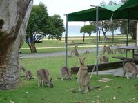 04 Een groep Kangaroes op de camping